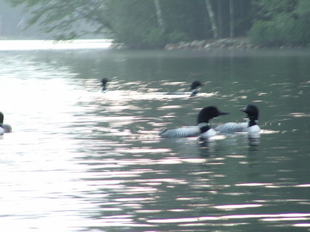 Loons in Maine.