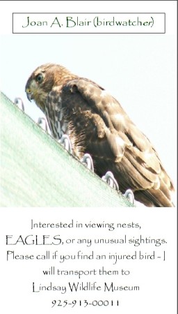 Birdwatcher's Business Card