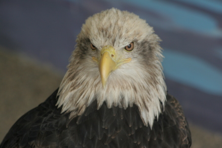 Up Close Eagle