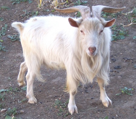 Toulouse, Nigerian Dwarf Male Goat