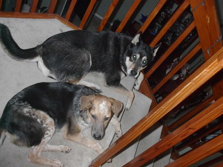 My Puppies!!  Mogley and Stormie