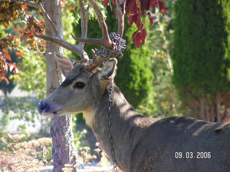 Deer in Kimberley