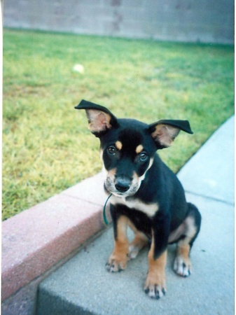 scout at 9 weeks