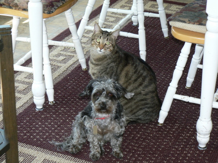 Bobcat and Pepper