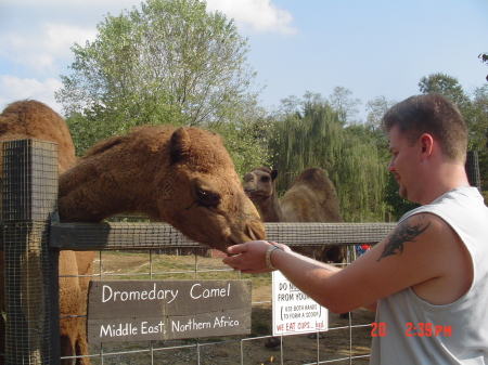 Feeding my pet Camel