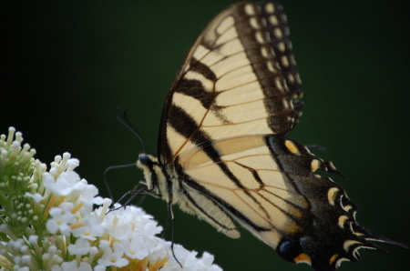 Butterfly - Pittstown, NJ