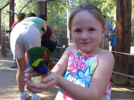 feeding parrots at the zoo