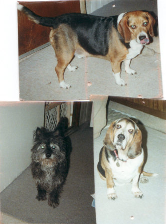 3 of my 4 dogs