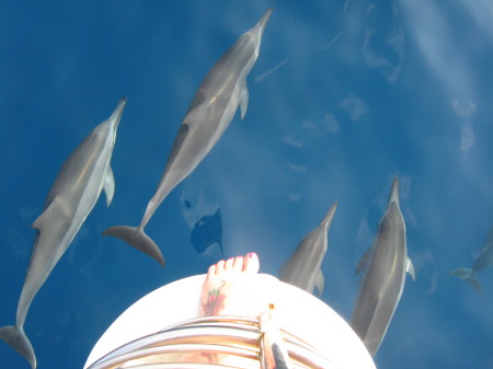 So much fun!  Loved the dolphins.