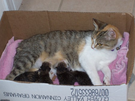 Sam (Samantha) and 5 Kittens