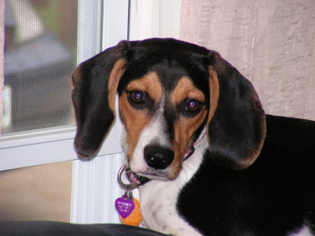 Miss Tess, our Beagle