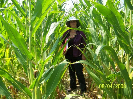 Corn field trial