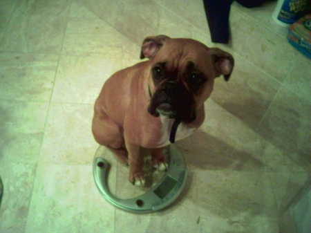 My dog--she's fanatical about her weight.