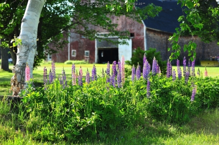 Lupine around a Farm