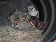 Barn Owls