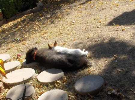 Our puppies resting in the sun