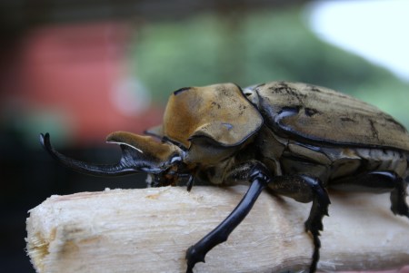 Rhino Beetle in Costa Rica 2008