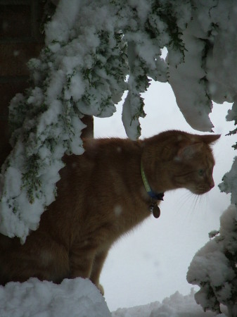 Our Lucy on the porch. Did I tell you it snowed here? A LOT---