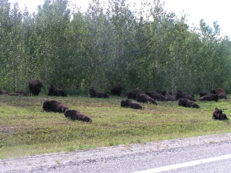 Wood Bison in Yukon Territory