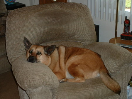 BAILEY STEALING MY CHAIR