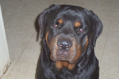 my rottie Duke