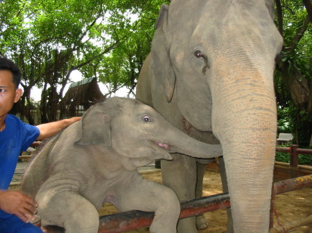 I adored the elephants in Thailand