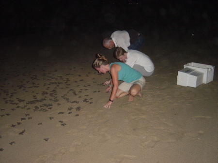 Releasing the sea turtles - What an experience!