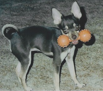 Dottie lifting weights