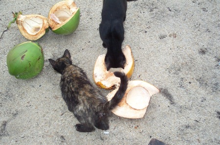 Lefty and Fluffy eating coconut