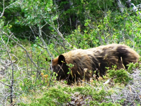 Close Encounter...Glacier National Park