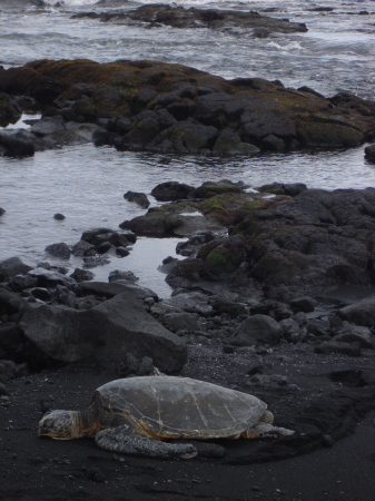 Sacred Sea Turtle