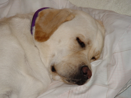 Sadie crashed out-ON MY BED