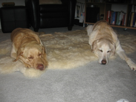 Buddy & Scooby - September 2007