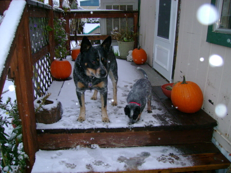 My dogs~Byron&Gail