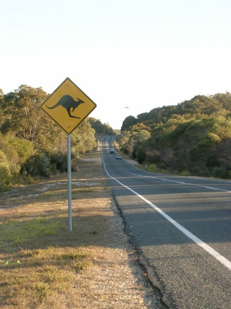 Deer Crossing, Aussie Style