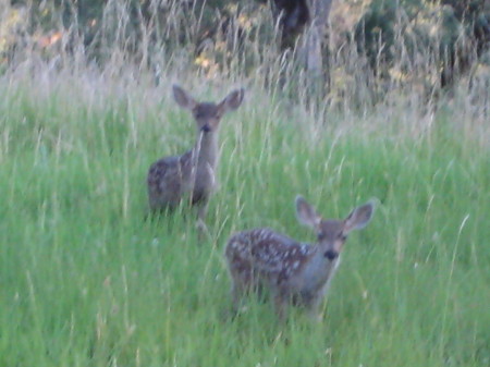 Two little deer in the yard