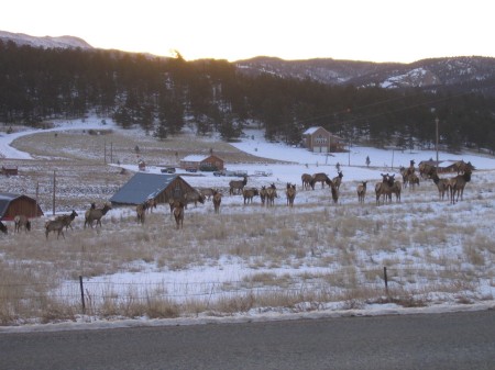 Grazing Elk on ranch across road from my place