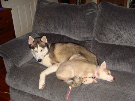 Our Siberian Huskies