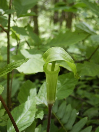 Jack in the Pulpit