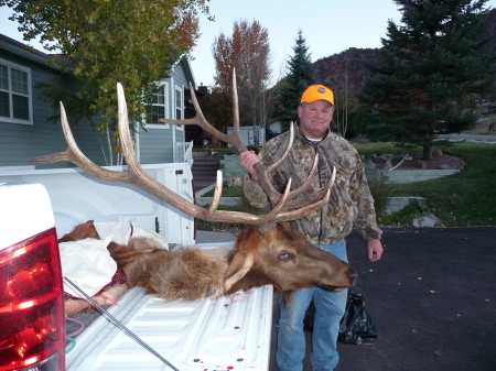 2008 Bull Elk