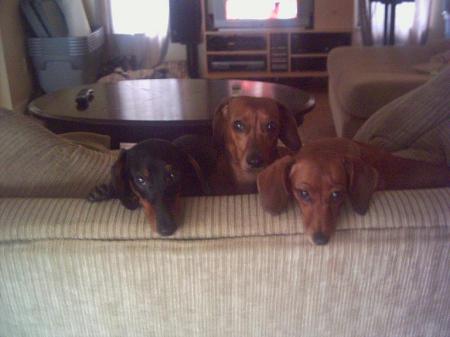 My 3 dachshunds