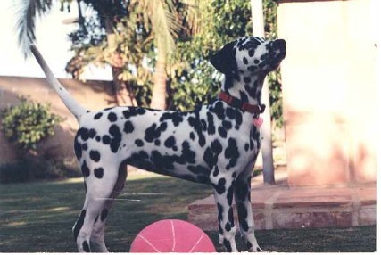 Lady Gabrielle (my dalmatian)