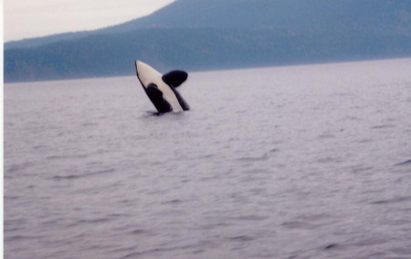 whale watching,2005