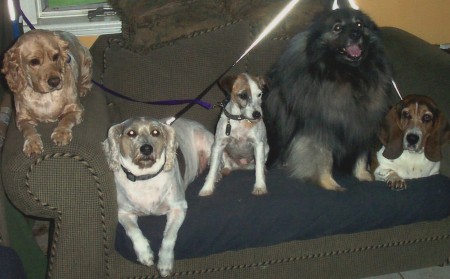My Dogs.... Or should I say other children