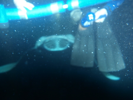 The Manta Underwater Ballet