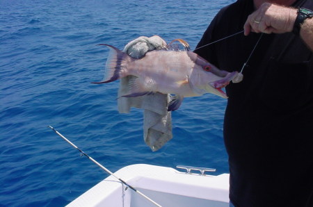 Hog fish Florida Keys Key Largo