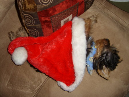 Sleeping in Santa's Hat