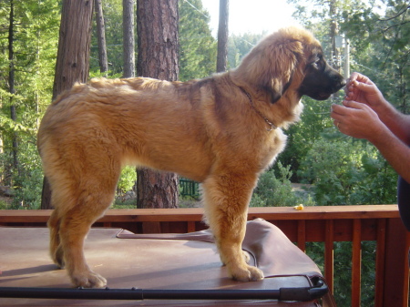 Piarosa, our Female Leonberger at 7 months