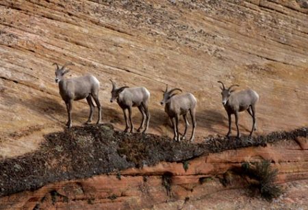 baby big horn sheep in zion