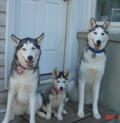 My 3 Furkids